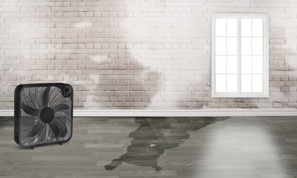 Best Water damage cleanup near me  in , CT